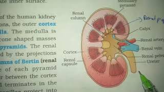 STRUCTURE OF KIDNEY||BY PHANINDRA GUPTHA