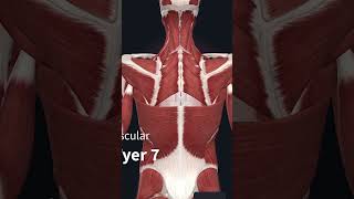 العضلة المدفونة عند ظهرك و الاكثر عرضة للاصابة الRhomboid Muscle