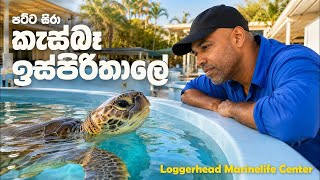 පට්ට සිරා කැස්බෑ ඉස්පිරිතාලේ | Dr. Ru Somaweera | #යංසත්තුබලන්න #rugoeswild