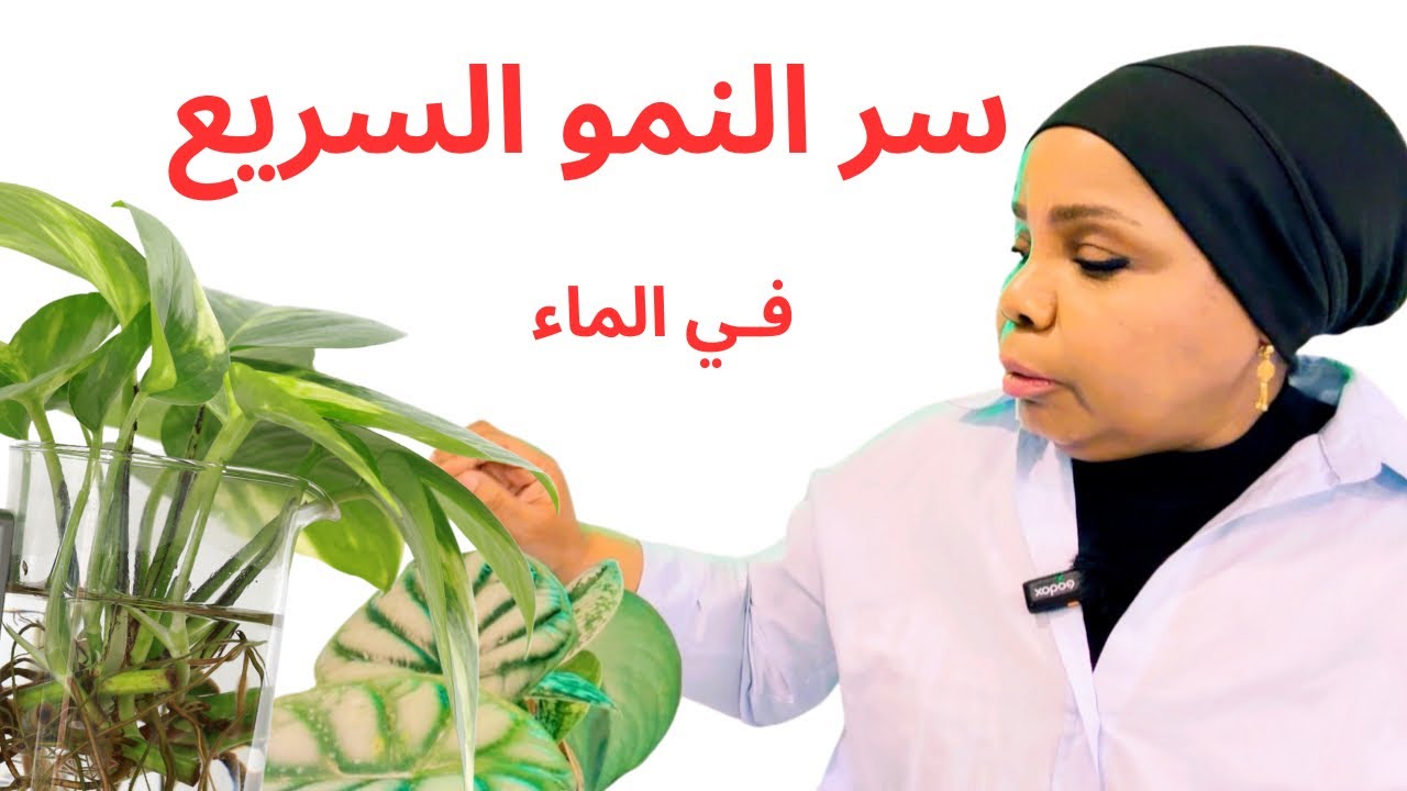 طريقة تغذية نباتات تعيش في ماء 🌿💧
