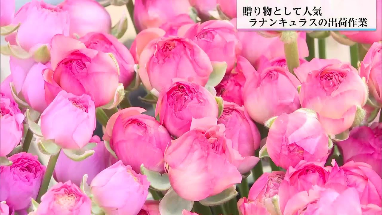 ニューヨークにも輸出　高千穂町　「あまてらすラナンキュラス」出荷