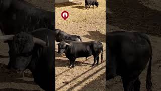 🐂 #ganadería  #cebadagago ♉ en los #corralilloselgas 🔻 #sanfermin #sanfermin2023 #pamplona 🔻