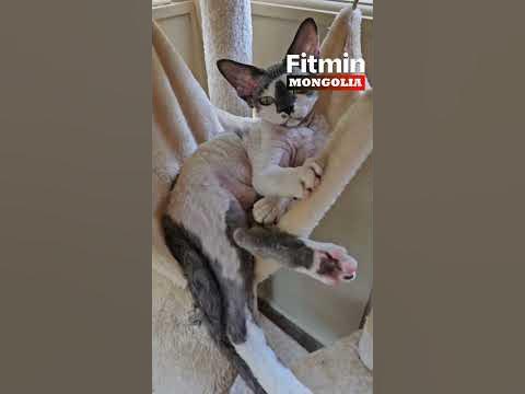 Devon Rex муурны үүлдэр - YouTube