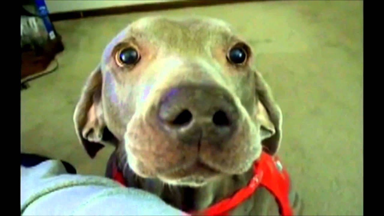 funny weimaraner