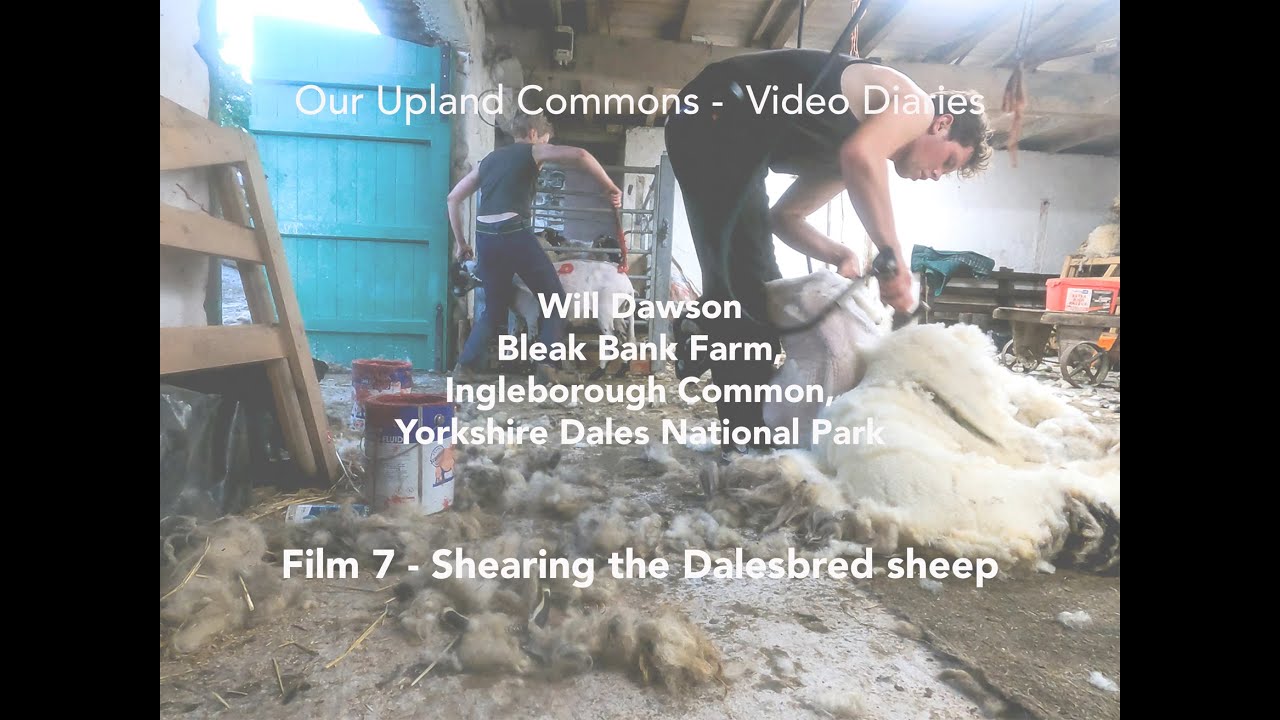 Video Diary, Will Dawson, Bleak Bank Farm, Film 7: Shearing, Yorkshire Dales