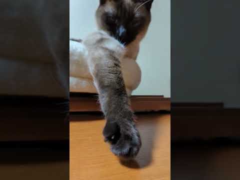 手をのばすシャム猫 - Cats get relaxed - #Shorts