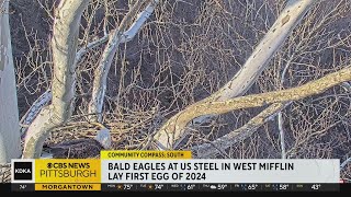 Community Compass: Bald eagles at U.S. Steel in West Mifflin lay first egg of 2024