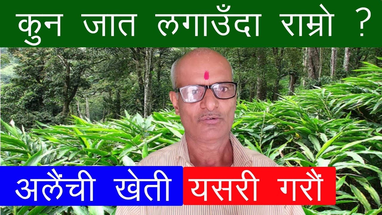 Alaichi kheti ko lagi kun jat lagauda ramro || Alaichi Kheti kasari garne || अलैची खेती गर्ने तरीका