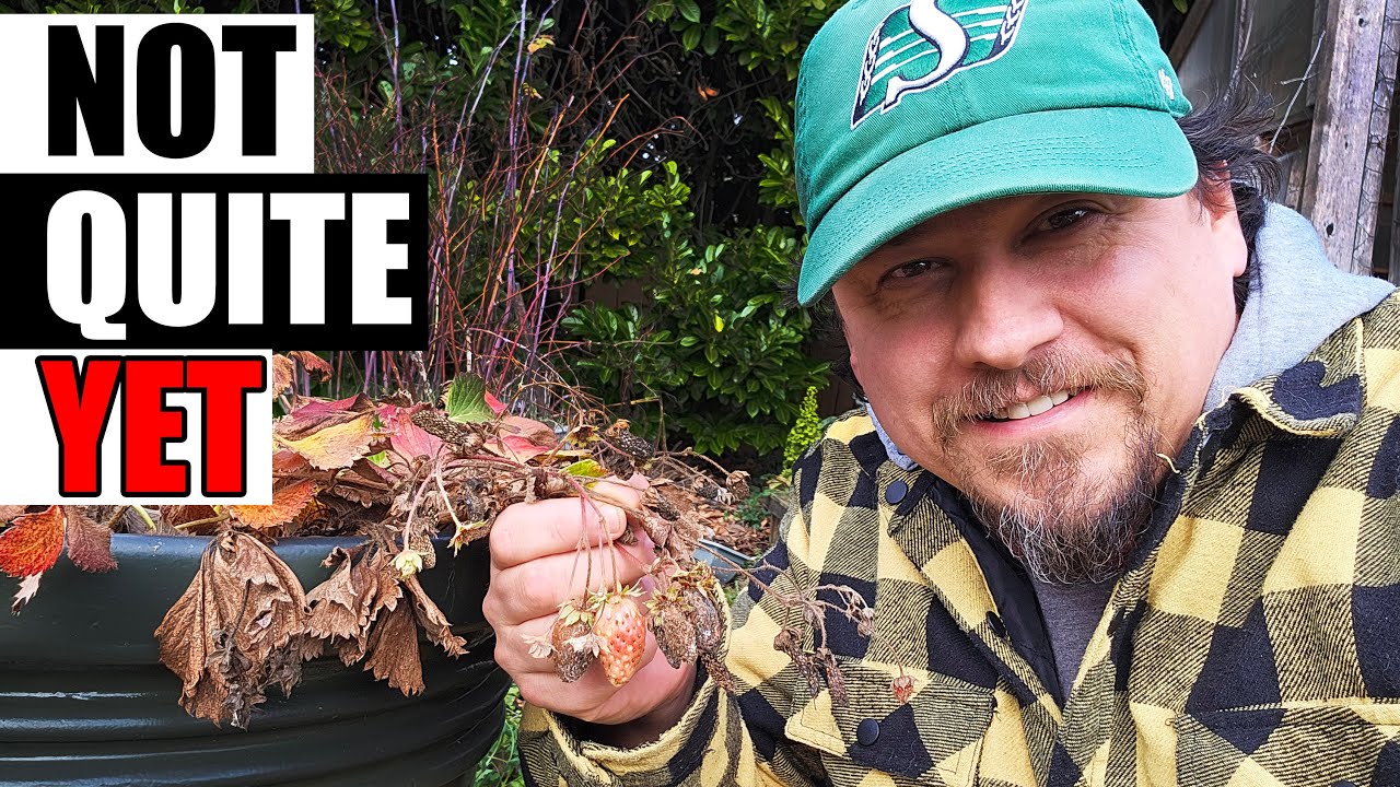 The Right Time To Winterize Strawberries - Garden Quickie 225