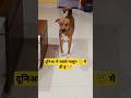 सबसे मासूम 😇 में ही हूं 🐶 #shorts #shortsfeed #dog #doglover #funny #dogisafriend #youtubeshorts