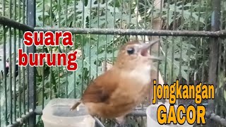 KICAUAN BURUNG JONGKANGAN COKLAT GACOR DOR