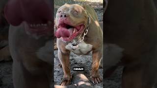 Топ 5 самых агрессивных собак #животные #animals #топ #собаки