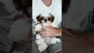Shih Tzu Puppy Reaction To Squeaky Toy Sound