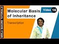 Molecular Basis of Inheritance   Transcription