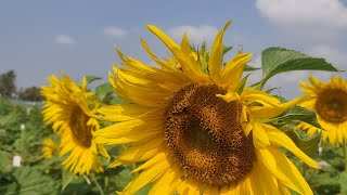 Emasculation and pollination in sunflower