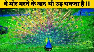 क्या मोर सेक्स नहीं करते ? | Did you know ? | Science Techz #Peacock | #ScienceTechz