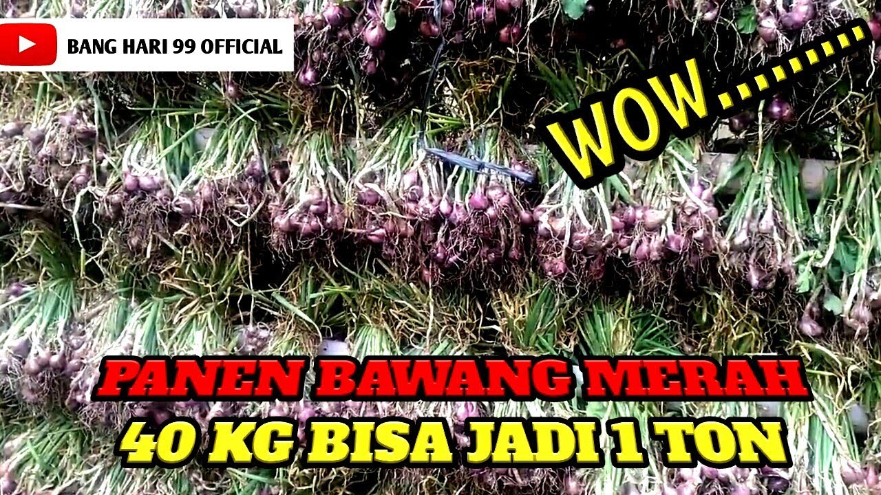PANEN BAWANG MERAH DI MUSIM HUJAN 