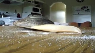 Gefahrenabwehr: Salz Macht Muscheln Beine Der Spiegel