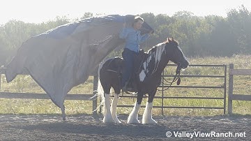 Ashling - dragging tarp and playing with ball! - ValleyViewRanch.net
