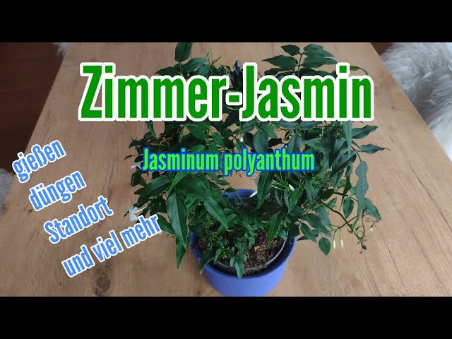 Zimmer Jasmin pflegen gieen dngen Standort vermehren schneiden umtopfen  Jasminum polyanthum