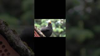 Черный дрозд   Turdus merula #shorts