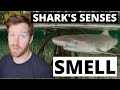 SHARK SENSES - The sense of SMELL! Can sharks smell blood from miles away? How good is their smell?