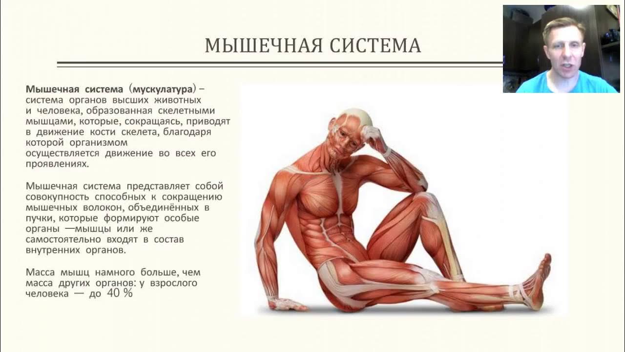 биомеханика опорно-двигательной системы человека. супер мышца на белом фоне картинка. визуализация костно-мышечной системы. тело человека. мышечная система человека схема.