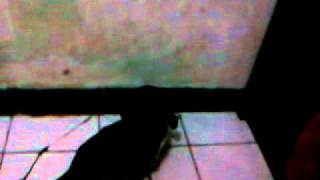 Download Lagu kucingquu trsesat MP3