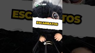 Los Escarbato Cuándo Ron Weasley Tuvo Uno?