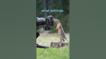 BEST settings for Wildlife Photography - Manual mode with auto ISO. #wildlifephotography