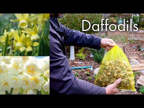 Video: Daffodil Naturalizing - Manzaralarda za'faron lampalarini qanday tabiiylashtirish mumkin