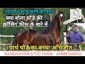 देखिए Nandanvan Stud Farm में पार्थ घोड़े का बच्चा अभिजीत - Nandanvan Stud Farm (Ahmedabad)