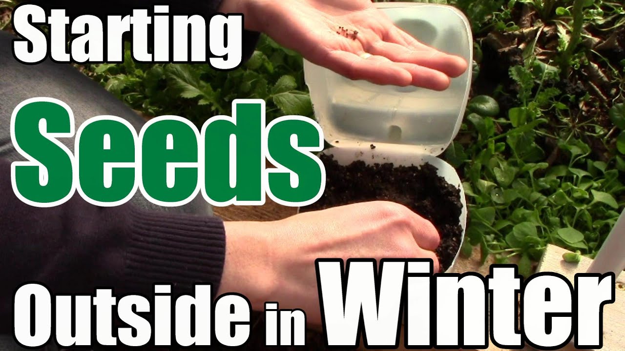 Starting Seeds Outside in Winter in Zone 5 (February 13 Planting) YouTube