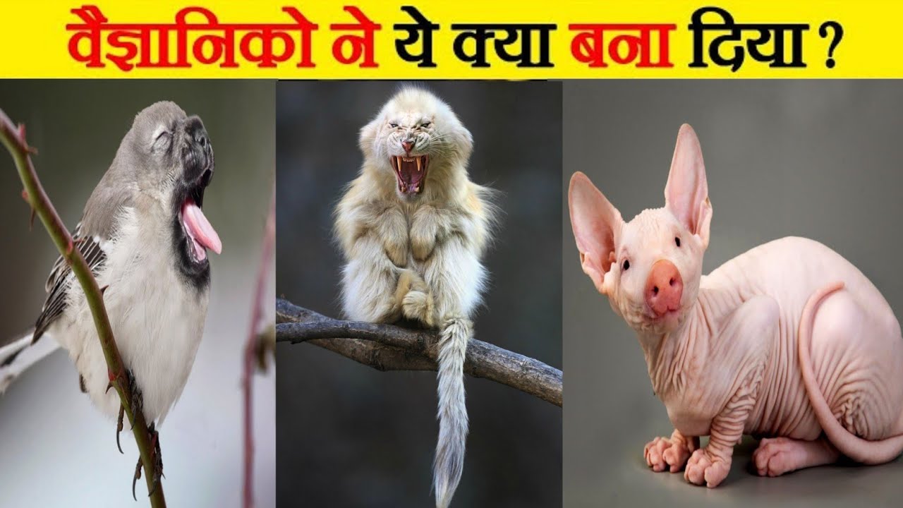 सबसे अनोखे हाइब्रिड जानवर | 10 Most Amezing Hybrid Animals in the world