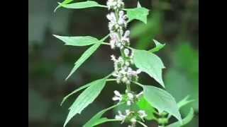 Diy Herbs Motherwort