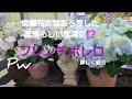 pwさんより紫陽花の常識を覆す⁉️最新の紫陽花フレンチボレロを詳しく紹介‼️