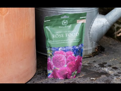 Video: Feeding roses: what, how and when is best done