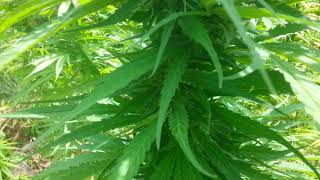 Out door auto grow seeds.......love the sun