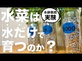 【水菜は無肥料で育つって言うから】ペットボトルで水耕栽培したら驚きの結果になりました｜種まきから収穫まで