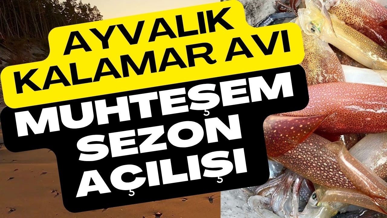 Ayvalık Kalamar Avı Kıyıdan Muhteşem Sezon Açılışı