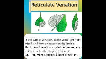 CBSE/NCERT Science Class6 " Definition Of Reticulate Venation" |#BrightIQ | #Shorts