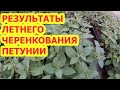 РЕЗУЛЬТАТЫ ЛЕТНЕГО ЧЕРЕНКОВАНИЯ ПЕТУНИИ.