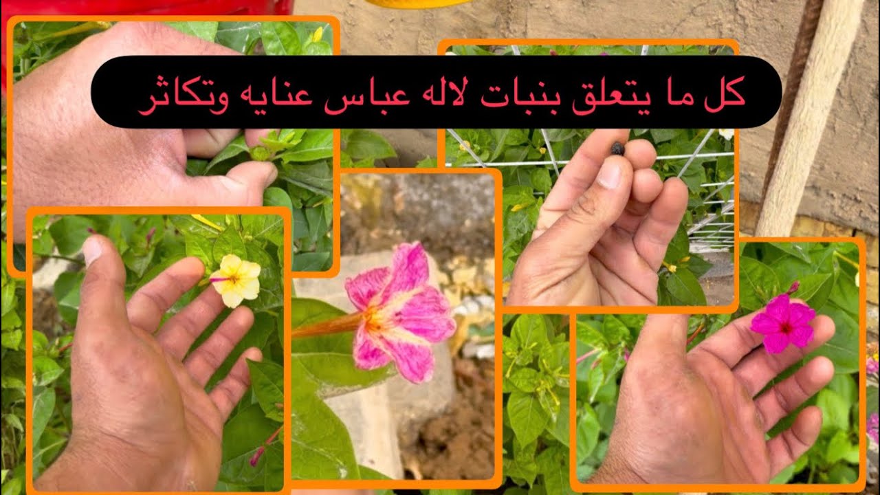 نبات لاله عباس موعد زراعة البذور وطريقة اكثاره لمن فاته الموسم 