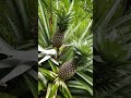 Tatay's Pineapples