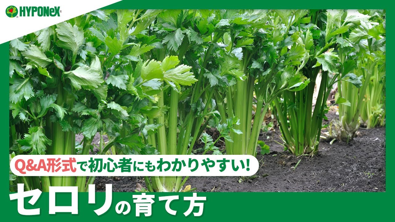 ☘248:【Q&A】セロリの育て方|美味しく育てるコツや収穫方法は?水やりや肥料など、日々の管理もご紹介 - YouTube