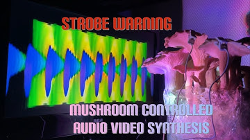 Oyster Mushrooms Controlling An Audio and Video Modular Synth