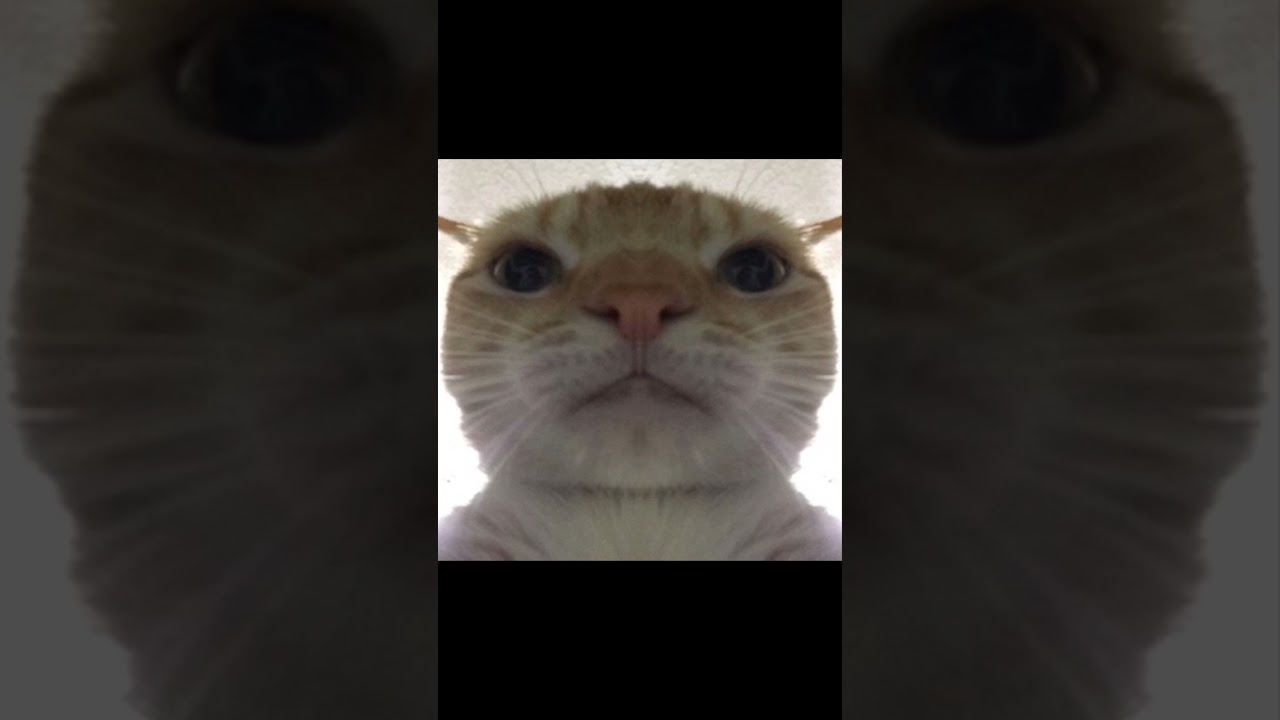 Rock Eyebrow Raise (Cat Version) 