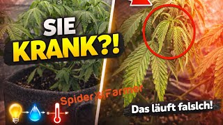 Was fehlt meiner Pflanze?! 😳 | SF2000 SpiderFarmer GGS Controller | #videosfeed #feed 