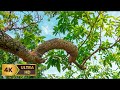 A Must-See 4K HDR Quality Showcase || Nature Video (8k /4k video Phone & TV )
