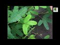 Planta Mimosa Pudica o dormilona, sensible al tacto